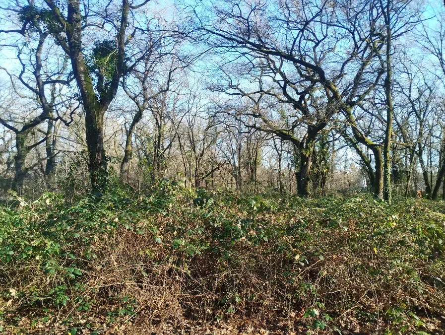 Terrain boisé avant débroussaillage